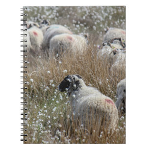 Swaledale-Mutterschafe in Wollgras in Northhumberl Notizblock
