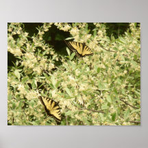 Swallowtail butterflies on flowering shrub