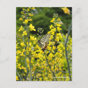 Swallowtail : Carte Postale ポ ー ド