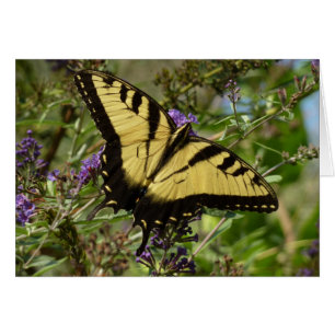 Swallowtail sur Butfly Bush