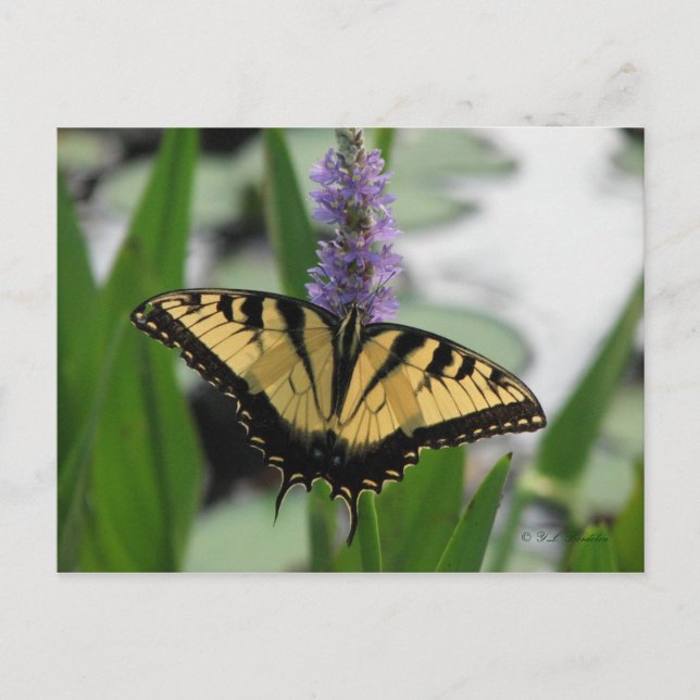 Swallowtail sur carte postale Pickerel-weed (Devant)