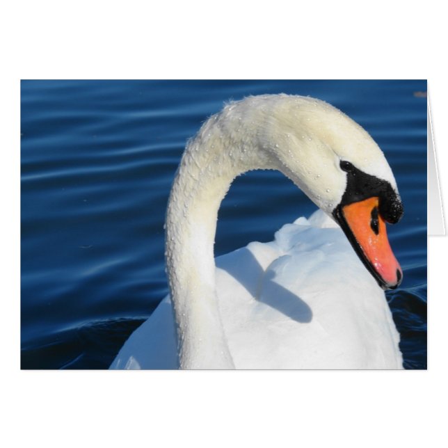 Swan (Devant horizontal)