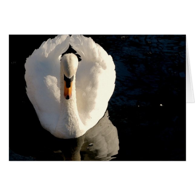 Swan (Devant horizontal)