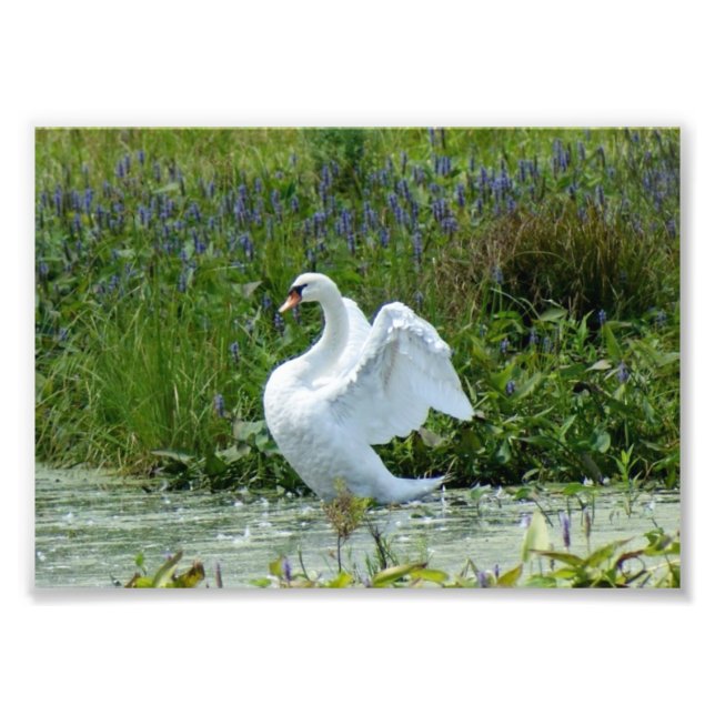 Swan 7 x 5 Fotodrucke Fotodruck (Vorne)