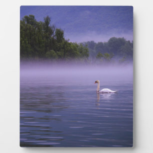 Swan am See Fotoplatte