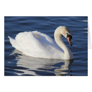 Swan auf einem See