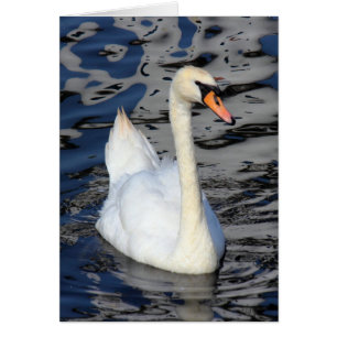 Swan auf einem See
