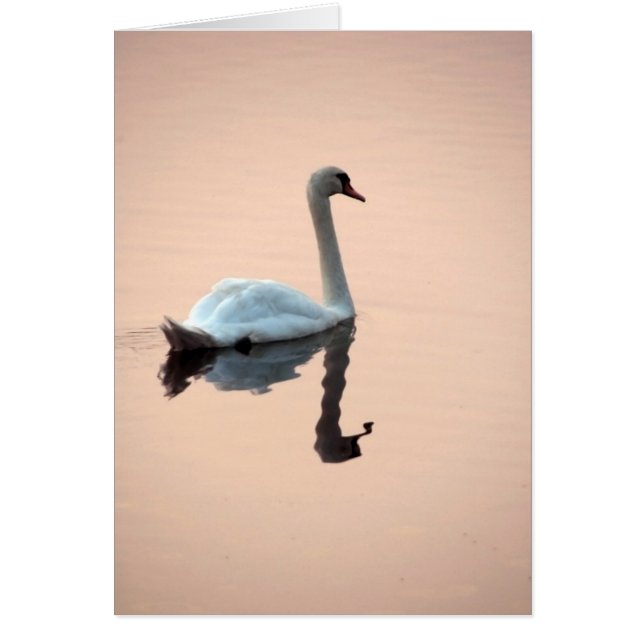 Swan bei Sunset Card (Vorne)
