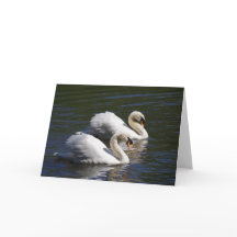 Swan Birthday Card