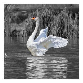Swan Black and White Fotografy Fotodruck