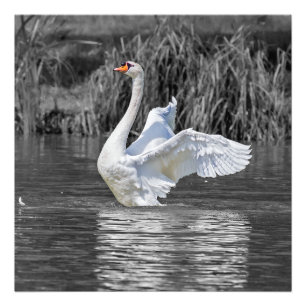 Swan Black and White Fotografy Fotodruck