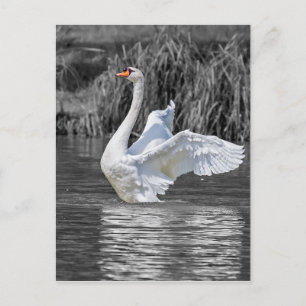 Swan Black and White Fotografy Postkarte