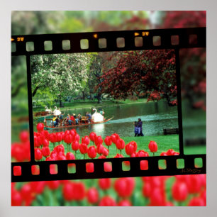 Swan Boats und Red Tulips Poster