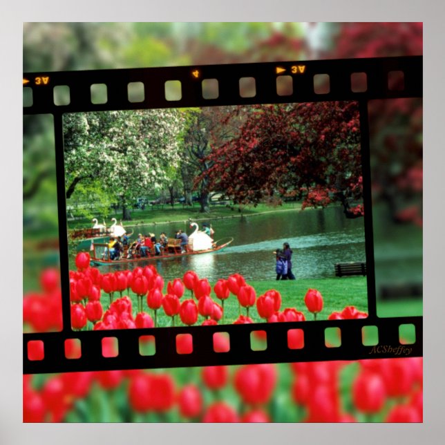 Swan Boats und Red Tulips Poster (Vorne)