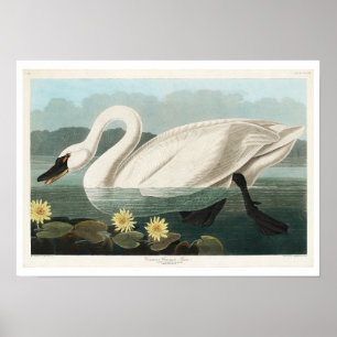 Swan commun américain par Audubon Poster