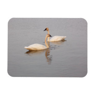 Swan Couple Flexible Foto Magnet