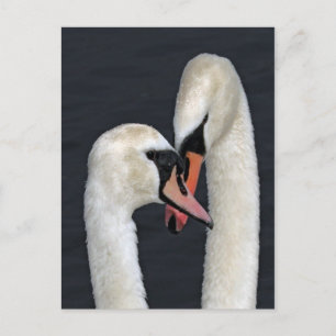 Swan Couple Postcard Postkarte