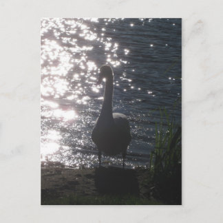 Swan dans la lumière du soir Carte postale