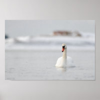 Swan dans une affiche de paysage marin gelé