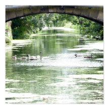 Swan-Familie am Fluss