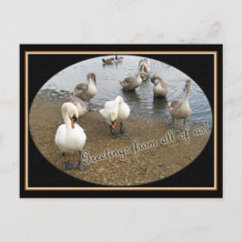 Swan-Familie Postkarte