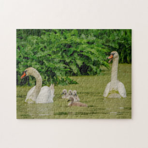 Swan Family