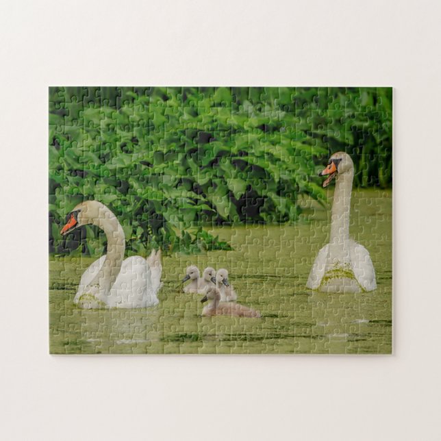 Swan Family (Horizontal)