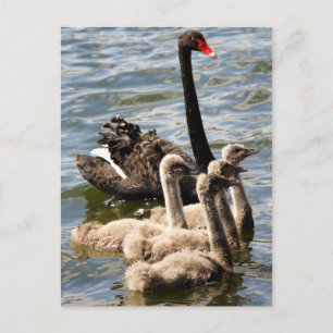 Swan Family Postkarte