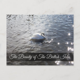 Swan gracieux au Lake District Carte postale
