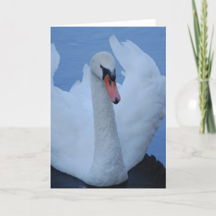 Swan Greeting Card Karte
