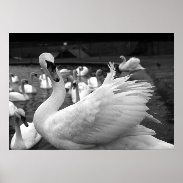 Swan in the park at Barry Island Poster (Vorne)