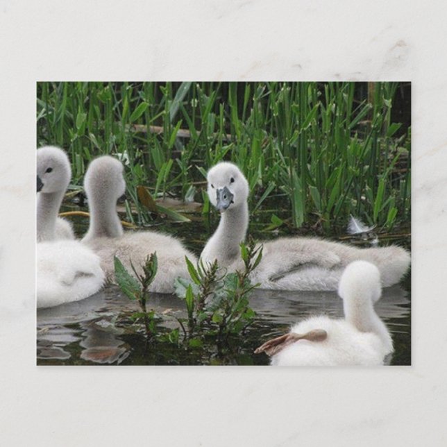 Swan in Wonder.jpg Postkarte (Vorderseite)
