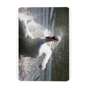 Swan Kühlschrankmagnet Magnet