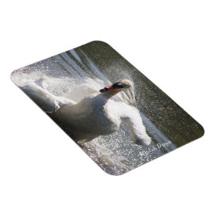 Swan Kühlschrankmagnet Magnet