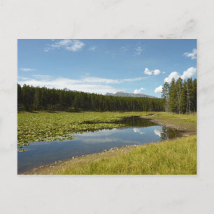 Swan Lake I at Grand Teton National Park Postkarte