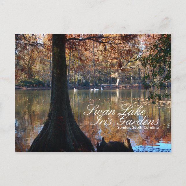 Swan Lake Iris Gardens Postcard Postkarte (Vorderseite)