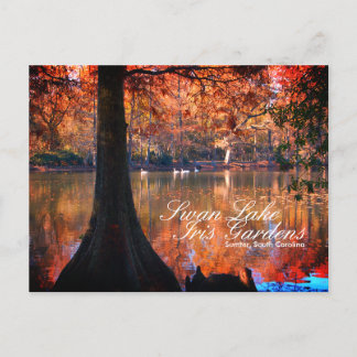 Swan Lake Iris Gardens Postcard Postkarte