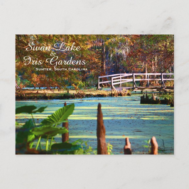 Swan Lake Iris Gardens, Sumter, South Carolina Postkarte (Vorderseite)