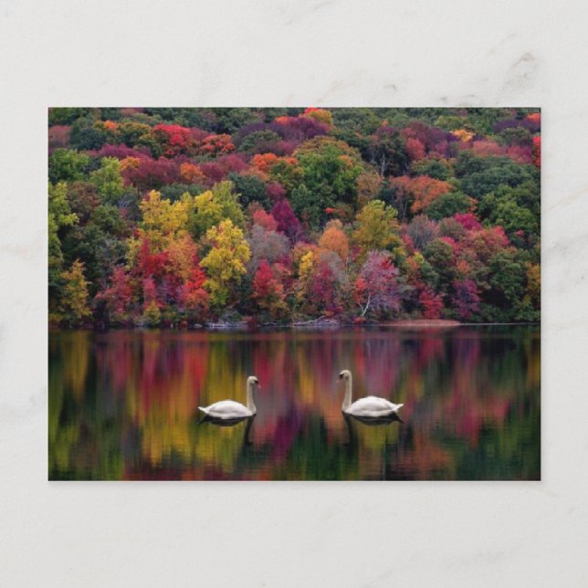 Swan Lake Postcard Postkarte (Vorderseite)