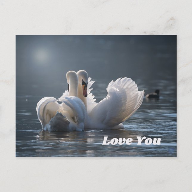 Swan-Liebe- Postkarte (Vorderseite)