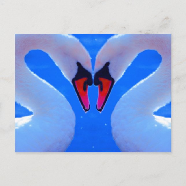 Swan Love, Romantic Heart Shaped Necks Postkarte (Vorderseite)