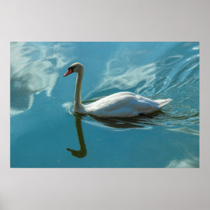 Swan mit Cloud Reflections Poster