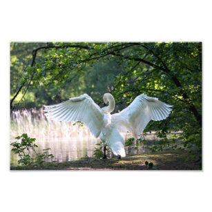 Swan mit Wings Spread Fotodruck