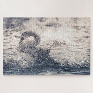 Swan Nature Foto