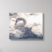 Swan Nature Foto