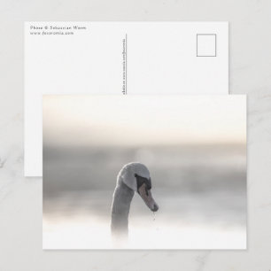 Swan Nature Foto Postkarte
