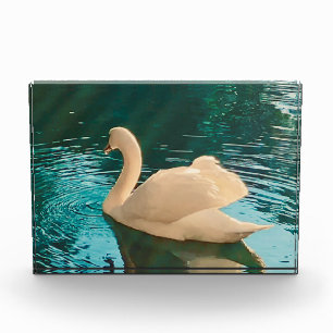 Swan on Pond Fotoblock