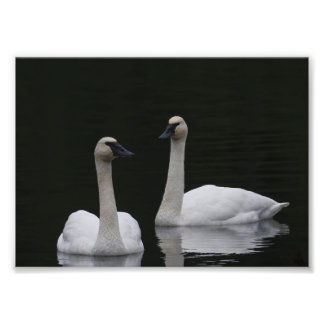 Swan Pair Anacortes ACFL Fotodruck