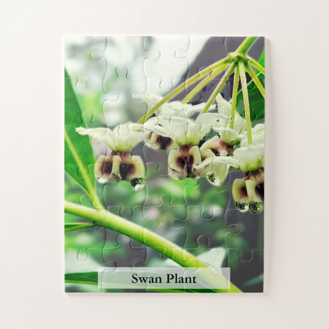 Swan Plant: Monarch’s First Home 30 Pcs (Vertikal)