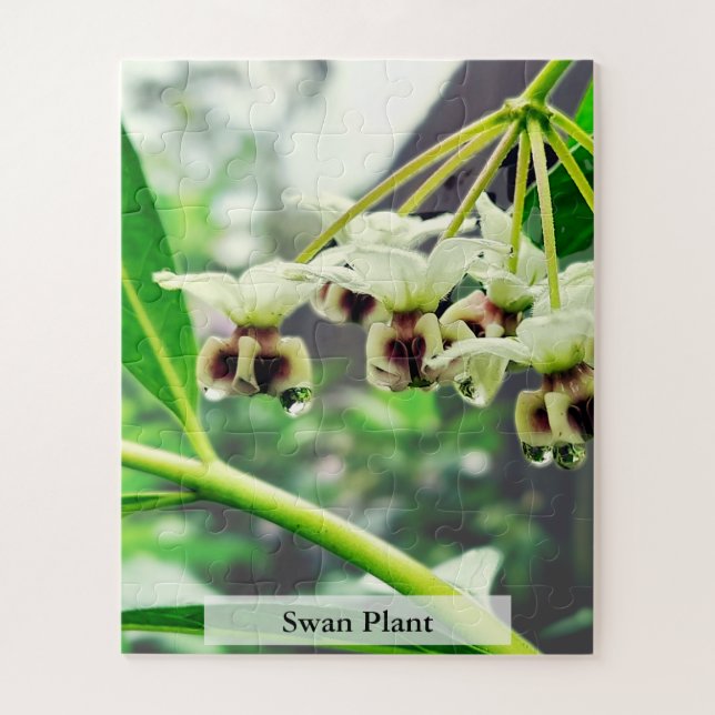 Swan Plant: Monarch’s First Home 56 Pieces (Vertikal)